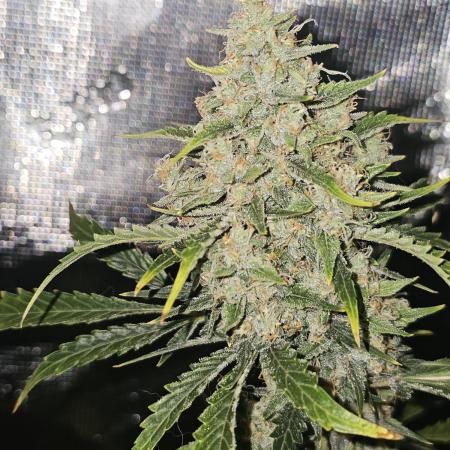 Pigletta's Purple Haze