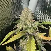 Americhem Dream 2