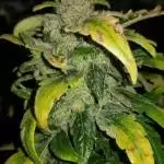 Zkittlez 2A