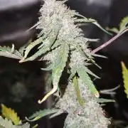 Nice Cream