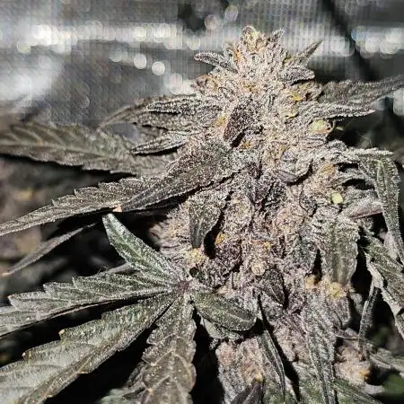Mango Runtz