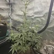 Strawberry Popesicle 2