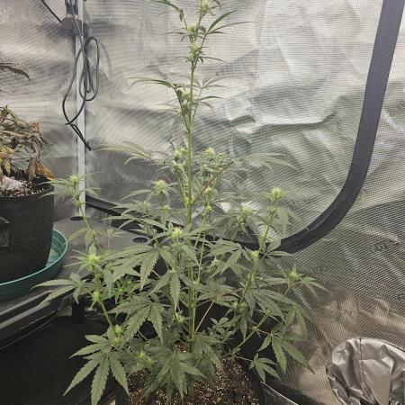 Strawberry Popesicle 2
