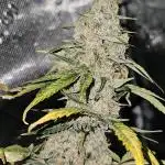 Popesicle 2