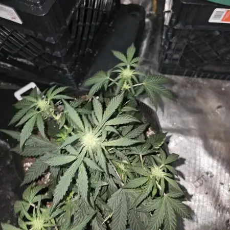 Mango Runtz
