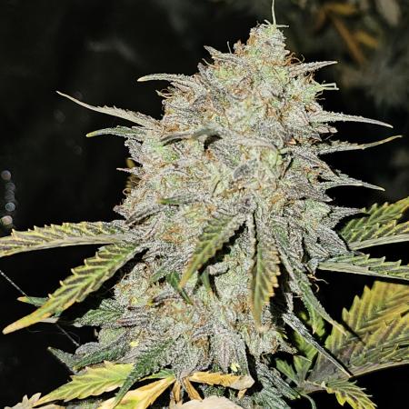 Strawberry Crinkle