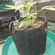 Mango Crinkle