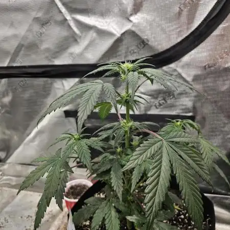 Galactic Gelato