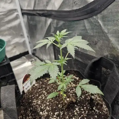 Hoodoo Mama Juju