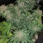 Strawberry Nuggets