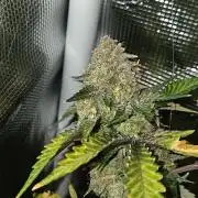 Americhem Dream 2