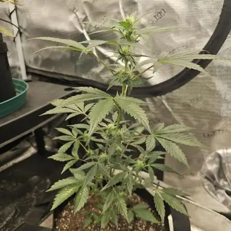 Hoodoo Mama Juju