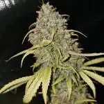 Cheezy Bubba-Thumps (Dunkin cup grow)