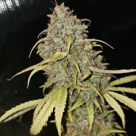 Cheezy Bubba-Thumps (Dunkin cup grow)