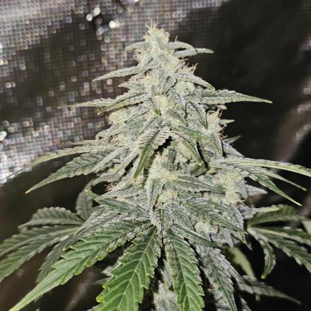Heisenberg Special 2