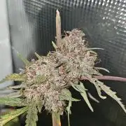 Nice Cream