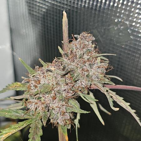 Nice Cream