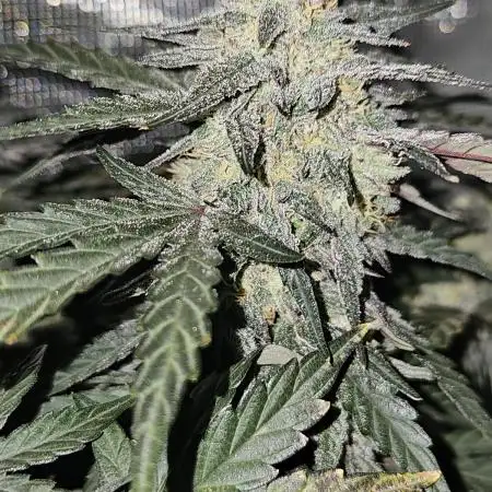 Mango Runtz