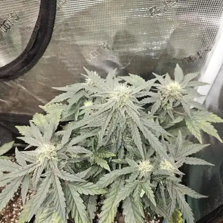 Mango Runtz