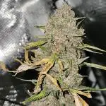 Popesicle 2