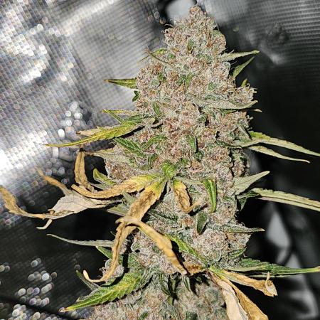 Popesicle 2