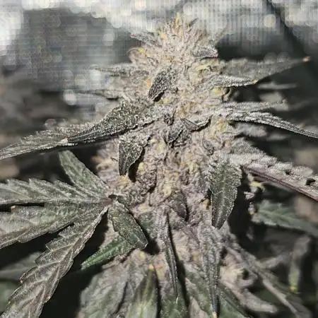 Mango Runtz