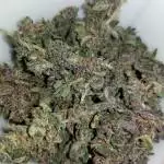 First grow - Bloody Skunk