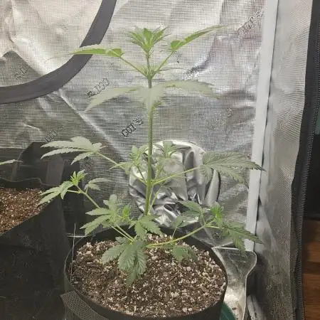 Heisenberg Special 2
