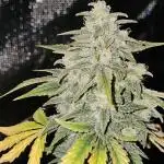 Heisenberg Special 2