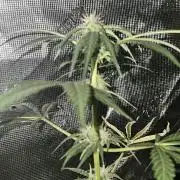 Purple Nuggets 2
