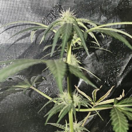 Purple Nuggets 2