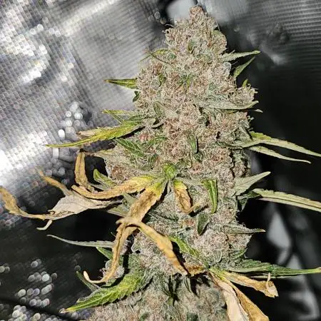 Popesicle 2