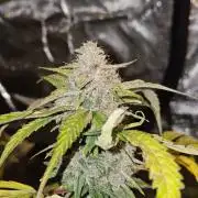 Purple Nuggets 2