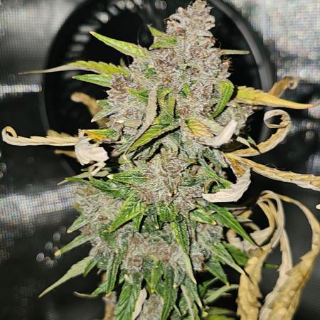 Purple Nuggets 2