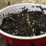 Zweet Child Auto April 2022