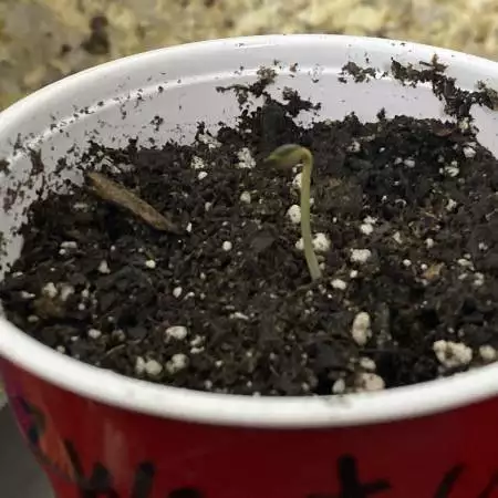 Zweet Child Auto April 2022