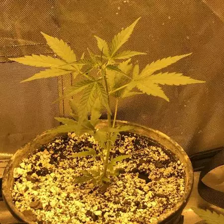 Zkittlez are 4 every1: Auto & Feminized