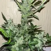 OG Kush Auto Challenge