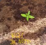 2018  grow 