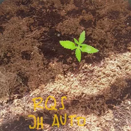 2018  grow 