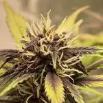 Fast Buds Purple Lemonade 2x2 first grow