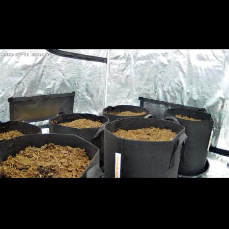 My first grow in this new tent