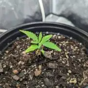 Purple ️Mountain (liquid nute grow)