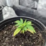 Purple Mountain (Super Soil grow)