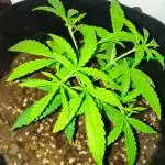 Closet Grow