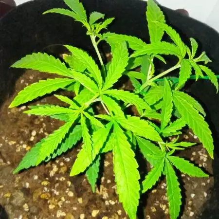 Closet Grow