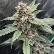 Banana Purple Punch auto