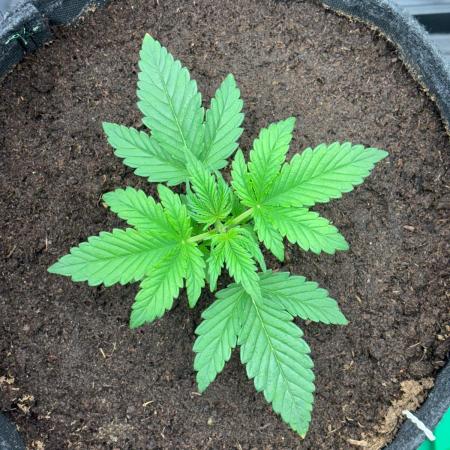 Forum Stomper x Hubbabubbasmelloscope