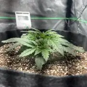 Banana Purple Punch auto