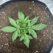 505 Headbanger Auto in coco hybrid